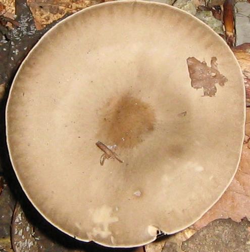 Escursione a Limestre e funghi da identificare